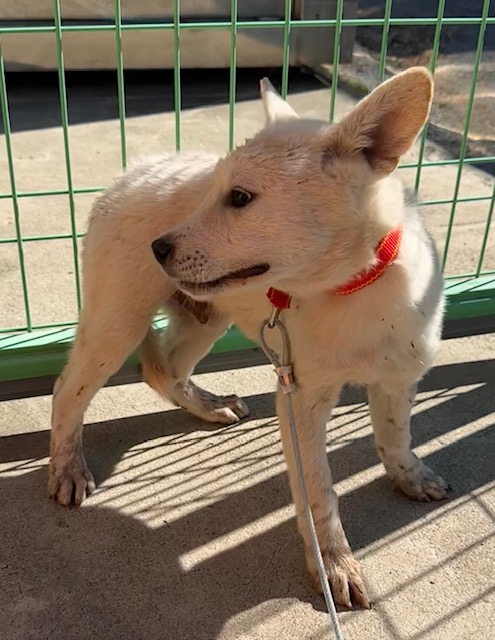 보호중 믹스견의 가…